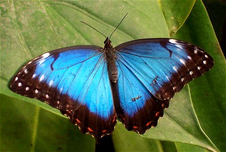 Tropical Butterfly, identified as Morpho peleides (Blue Morpho). Wingspan is roughly about 10-15 cm photo
