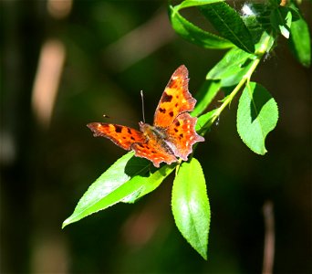 Butterfly Polygonia c-album photo
