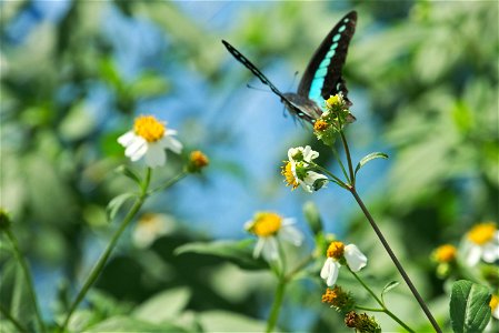 Graphium Sarpedon Nipponum photo