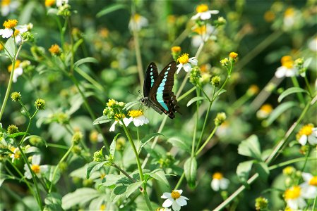 Graphium Sarpedon Nipponum