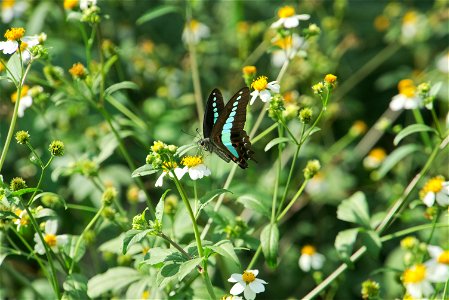 Graphium Sarpedon Nipponum photo