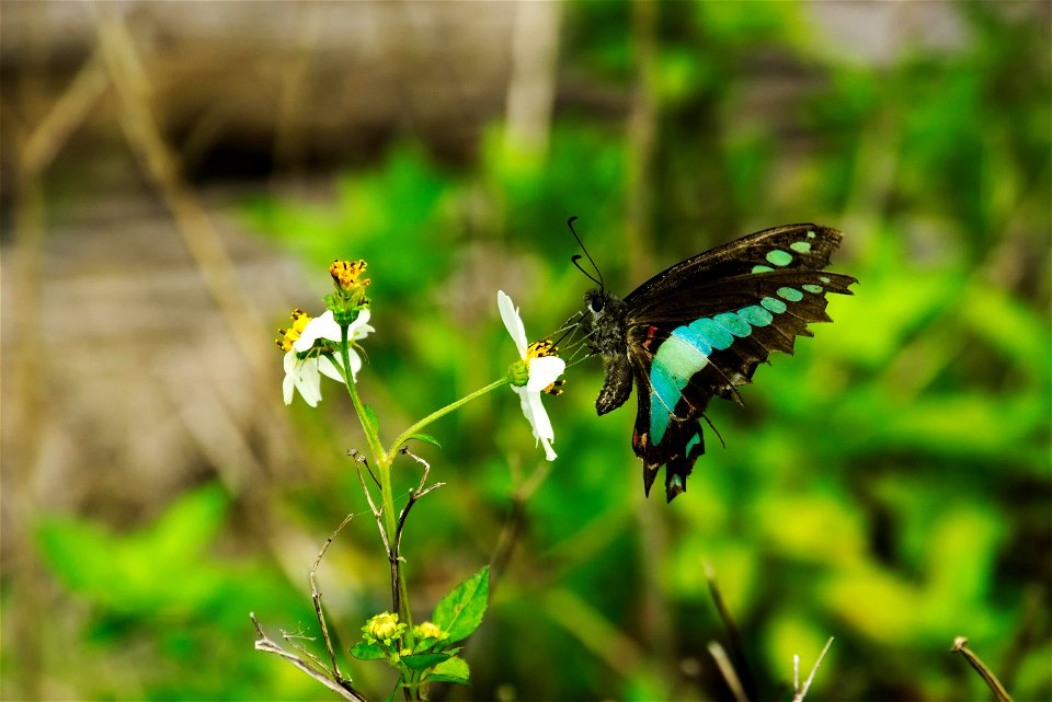 Chromecast backdrops Bugs of Okinawa