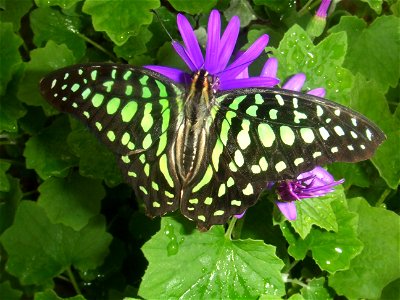 Graphium agamemnon, picture taken at the Passiflorahoeve in Harskamp, The Netherlands photo