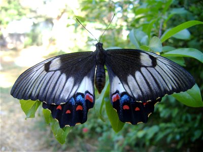 Photo of a female Orchard - Swallowtail Butterfly taken by Jillian Visser