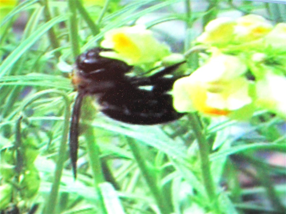 Xylocopa virginica