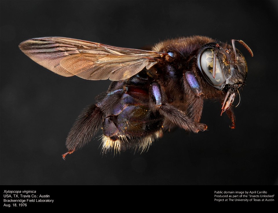 Xylocopa virginica