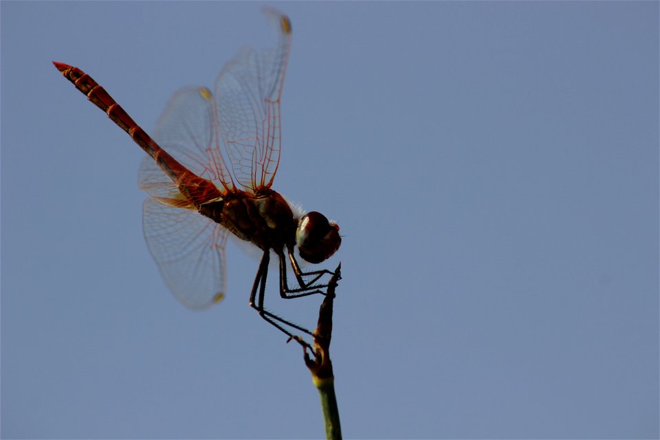 Sympetrum fonscolombii at Belianes