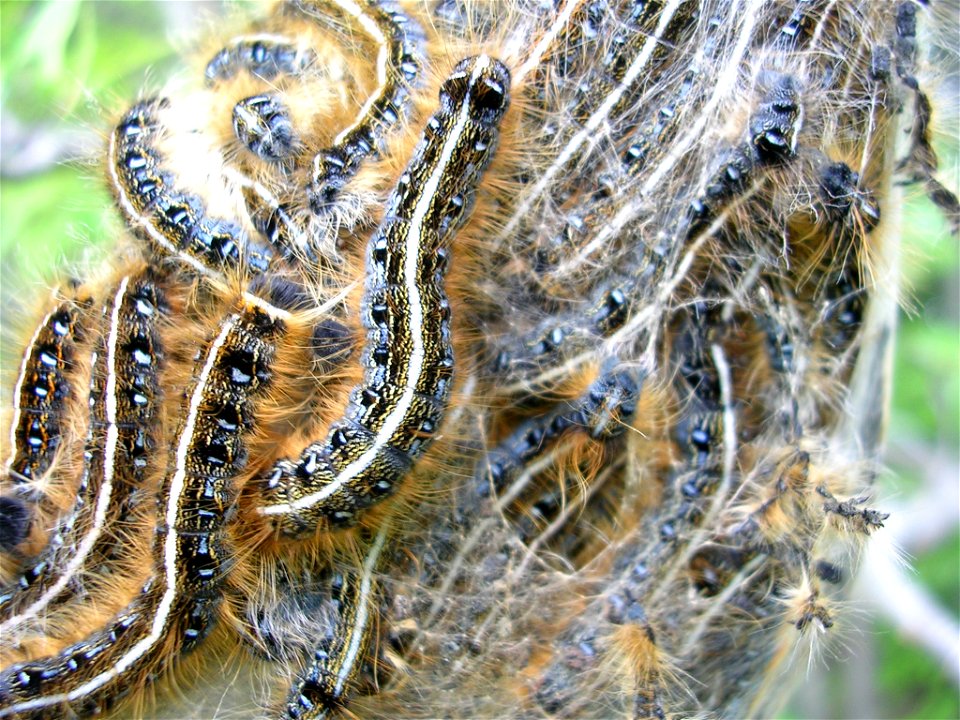 Picture of an Eastern Tent Caterpillar tent taken up close, showing how densely packed these caterpillars can sometimes be.