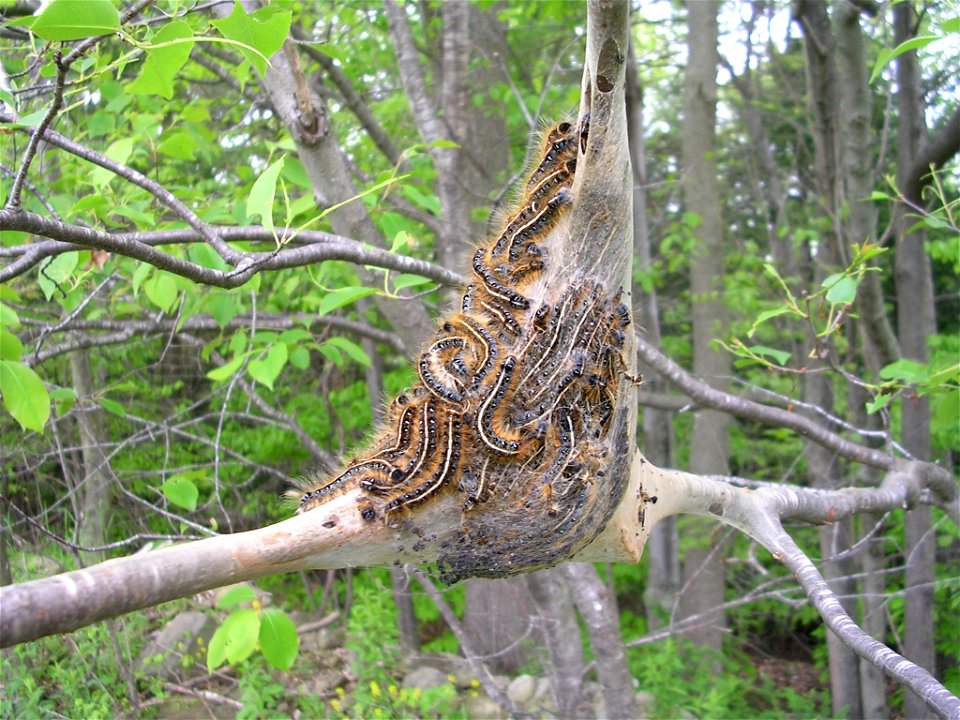 An Eastern Tent Caterpillar tent, showing many caterpillars bundled together (presumably for heat conservation).