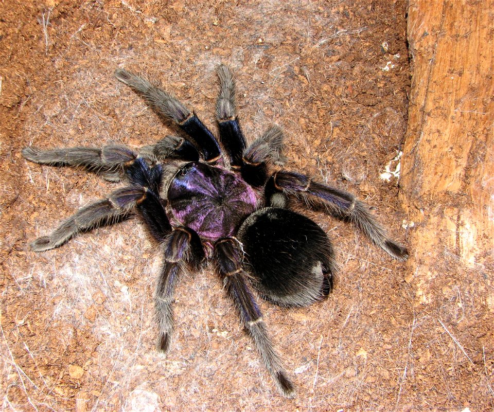 Phormictopus cancerides cancerides, adult female
