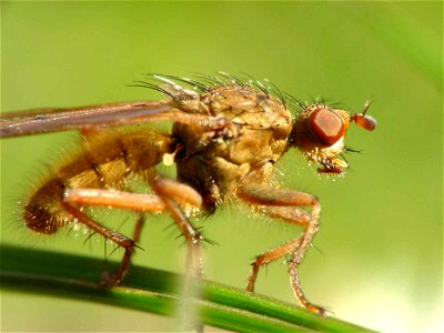 Dung Fly (Scatophaga sp.). Portland, Oregon. photo