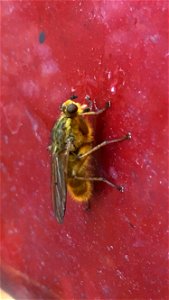 Yellow Dung Fly (Scathophaga stercoraria) photo