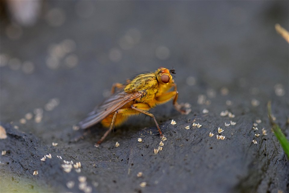 Dung fly (Scathophaga stercoraria). Castle Semple Country Park, Scotland.