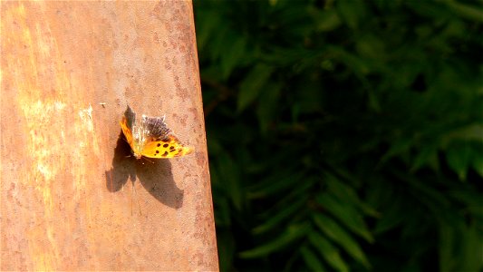 A Question Mark butterfly (Polygonia interrogationis) on a bridge. The identification is tentative. photo