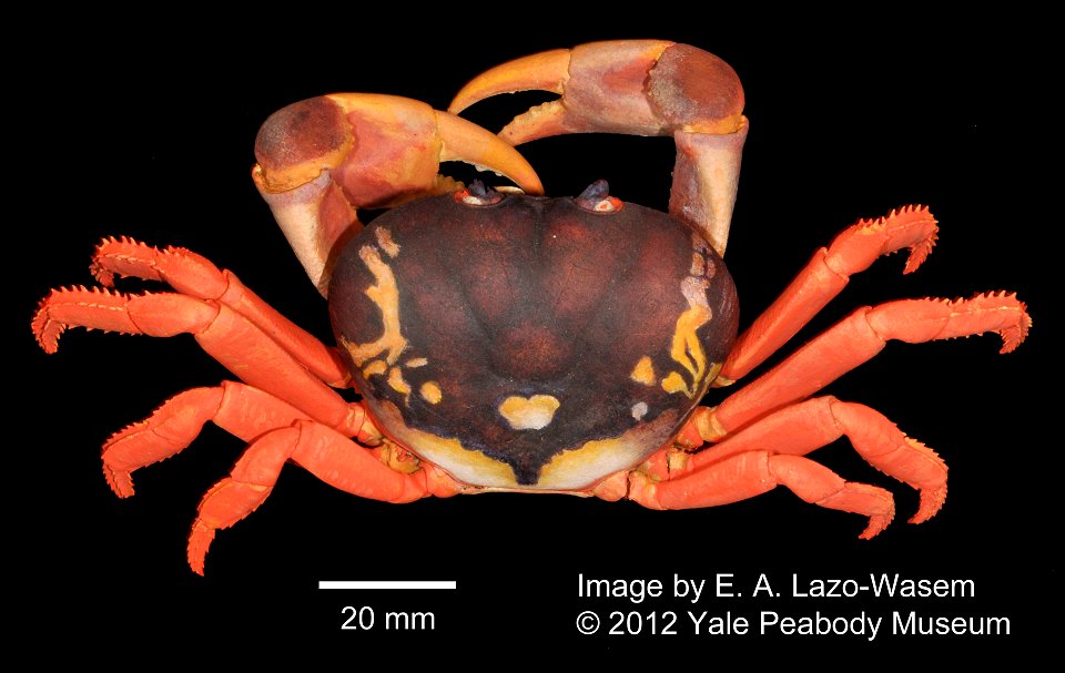 PRESERVED_SPECIMEN; ; 70% alc.->dry; Det. by: Sidney I. Smith; IZ number 56803; lot count 1; original catalog number YPM No. 2679; 1890-04-01T00:00:00Z
