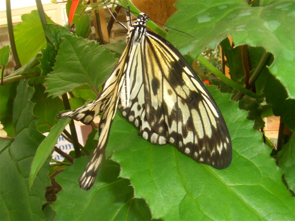 Idea leuconoe, picture taken at the Passiflorahoeve in Harskamp, The Netherlands photo