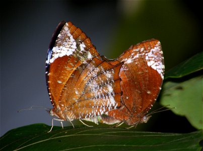 Common Palmfly_Elymnias hypermnestra photo