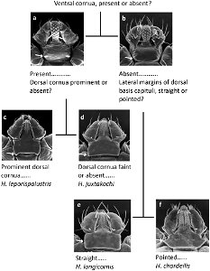 Figure 7; Pictorial key to larvae of Haemaphysalis spp. occurring in North America. photo