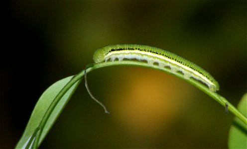 on a Cassias plant photo