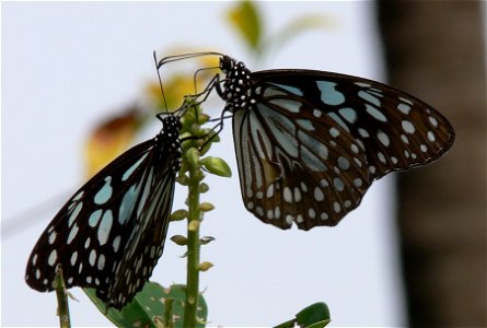 Butterfly couple on flower - Tirumala limniace (Blue Tiger) photo