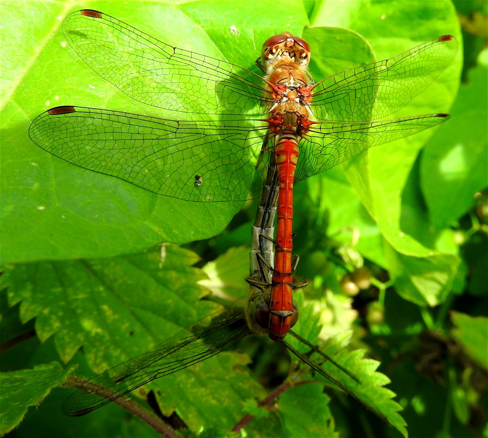 Dragonflies photo