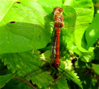 Dragonflies photo