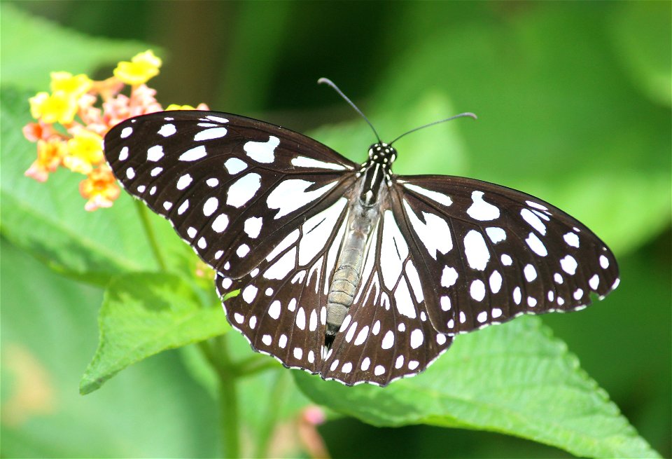 Tirumala limniace Cramer, 1775 – Blue Tiger