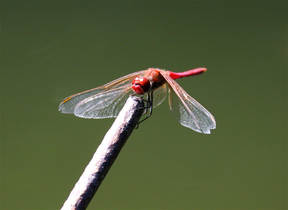 Sympetrum striolatum in Cismigiu Park Bucharest Romania