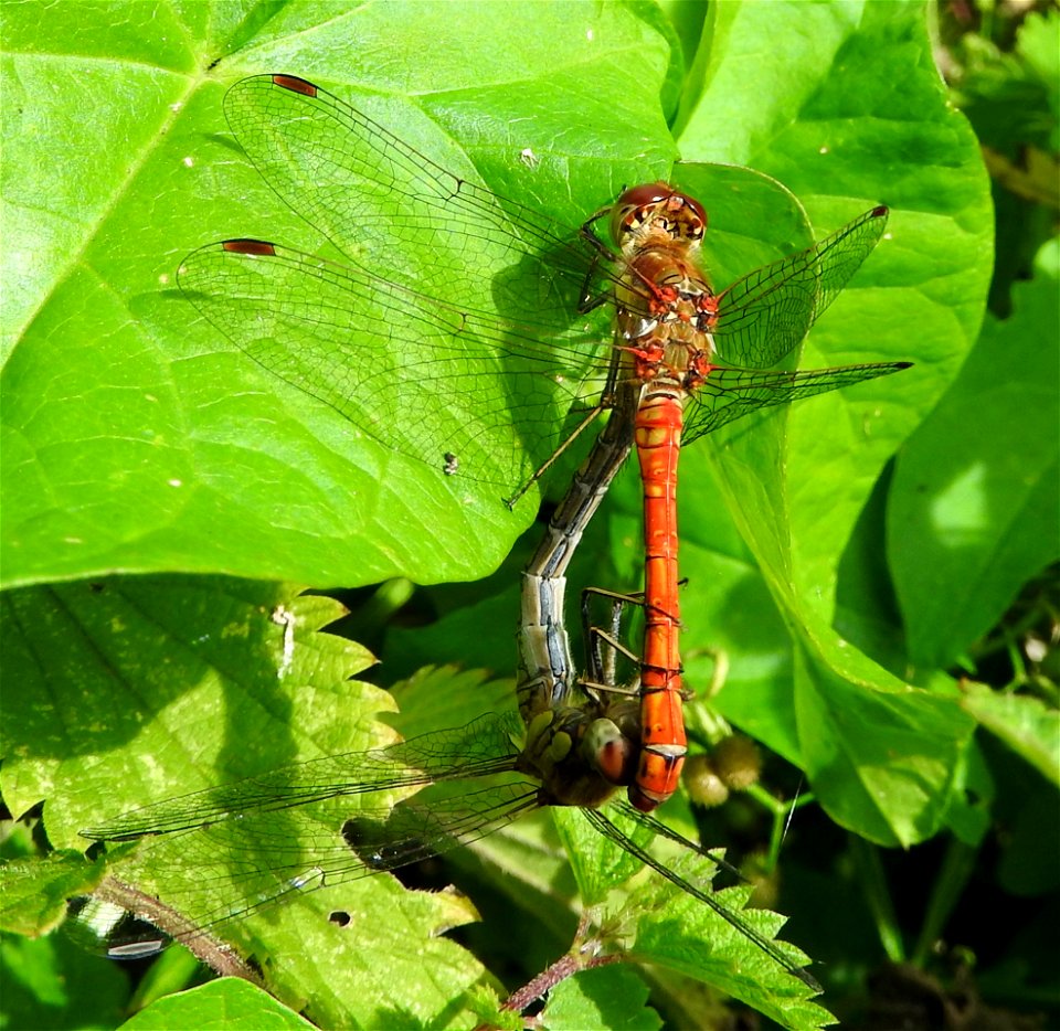 Dragonflies photo