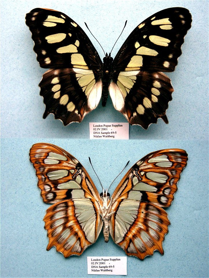 London Pupae Supplies.   MPE 2003, BJLS 2005, PRS 2009,  Exemplar,  <a href="http://nymphalidae.utu.fi/story.php?code=NW69-5" rel="nofollow">see in our database</a>