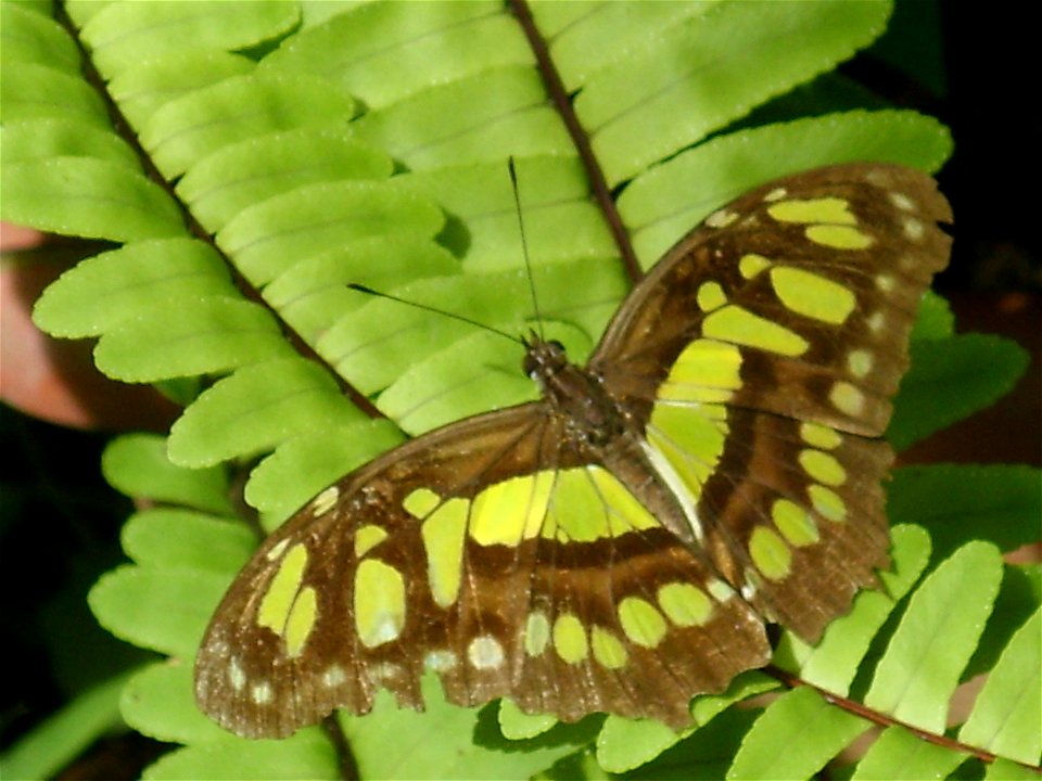 Malachite, Siproeta stelenes