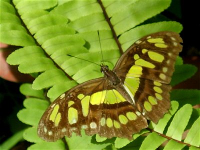 Malachite, Siproeta stelenes photo