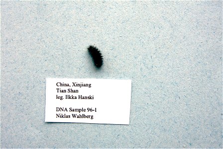 CHINA.  Tian Shan, Xinjiang,  EJE 2007,   <a href="http://nymphalidae.utu.fi/story.php?code=NW96-1" rel="nofollow">see in our database</a>