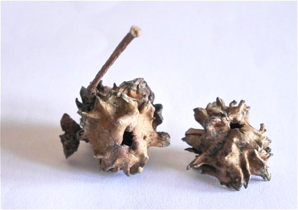 Two gall nuts from an oak tree in Glastonbury. Note the little hole through which the gall wasp hatched photo