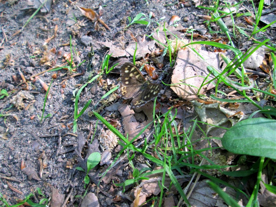 Waldbrettspiel (Pararge aegeria) in der Schwetzinger Hardt