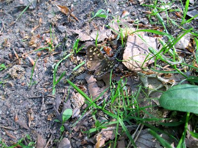 Waldbrettspiel (Pararge aegeria) in der Schwetzinger Hardt photo