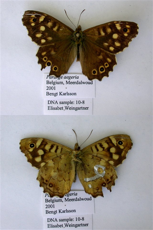 Belgium.  Meerdalwoud,  Syst Ent 2006,   <a href="http://nymphalidae.utu.fi/story.php?code=EW10-8" rel="nofollow">see in our database</a>