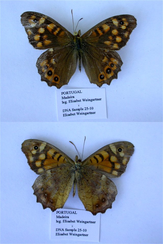 Portugal.  Madeira, Faja da Nogueira,  Syst Ent 2006,   <a href="http://nymphalidae.utu.fi/story.php?code=EW25-10" rel="nofollow">see in our database</a>