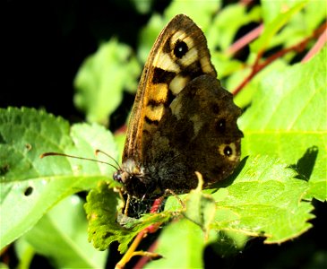 Motýl okáč pýrový z Podkomorských lesů, Česká republika, jižní Morava 19.týden photo
