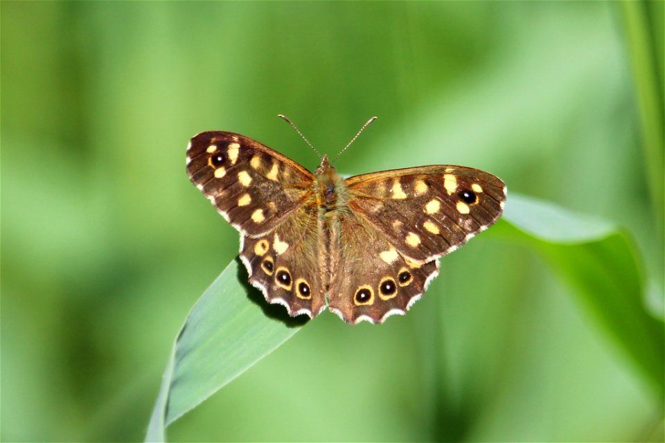 Pararge aegeria
My day trip to RSPB Leighton Moss gave me a few ticks for my yearly list with the most notable being:- 
Marsh Harrier
Little Egret
Red Deer
Reed Bunting 
Common Blue Damselfly - (hundr
