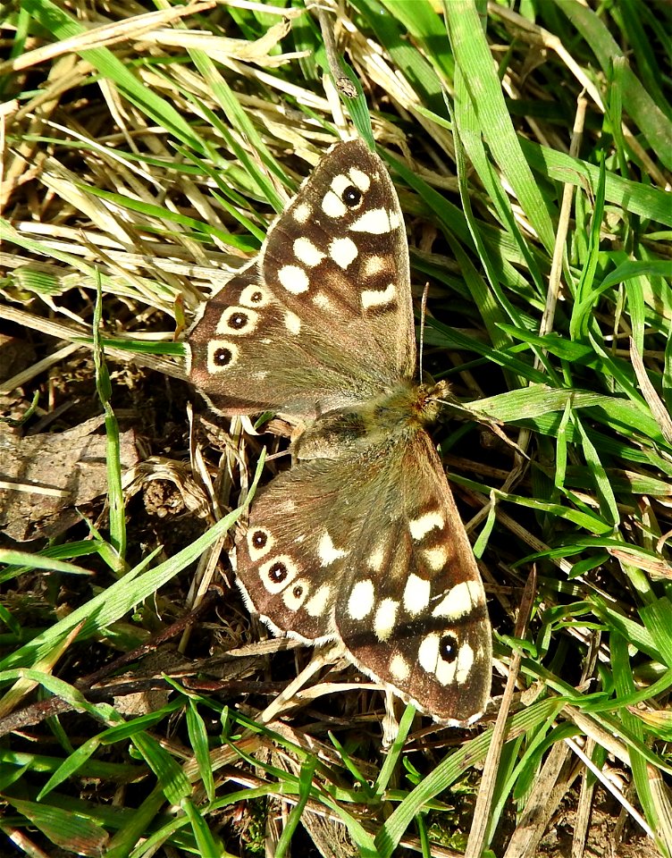 Speckled Wood butterfly