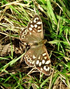 Speckled Wood butterfly photo