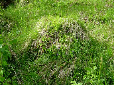 A ant hill - Lasius flavus