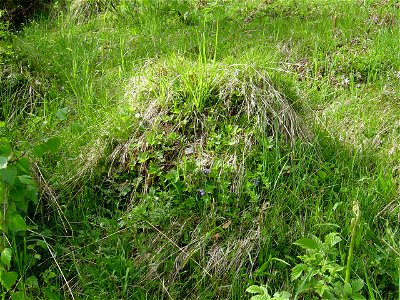 A ant hill - Lasius flavus photo