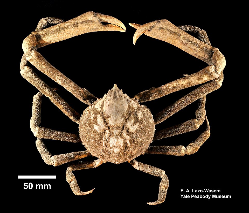 PRESERVED_SPECIMEN; ; dry; Det. by: Johanna M. Reinhart; recent gallery; Gray Museum; IZ number 30760; lot count 1; original catalog number GM 1530; 1967-09-18T00:00:00Z