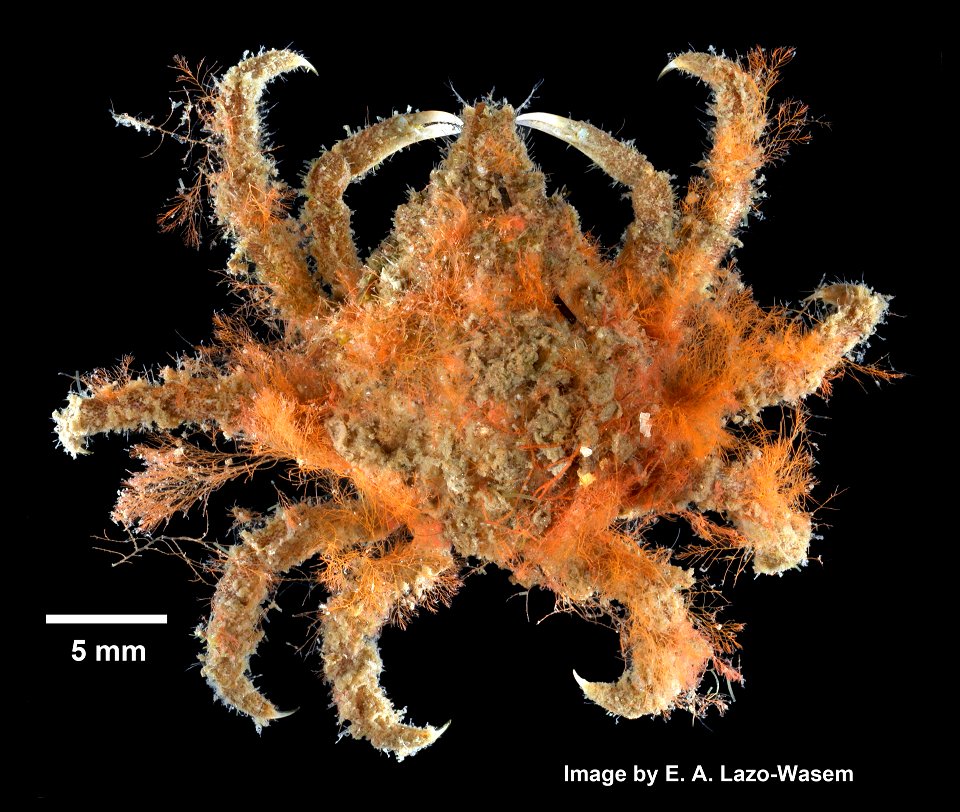 PRESERVED_SPECIMEN; ; 70% alc.->dry; Det. by: Eric A. Lazo-Wasem 2014; GM Image; Gray Museum; IZ number 71313; lot count 1; 2014-09-02T00:00:00Z