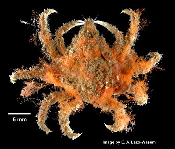 PRESERVED_SPECIMEN; ; 70% alc.->dry; Det. by: Eric A. Lazo-Wasem 2014; GM Image; Gray Museum; IZ number 71313; lot count 1; 2014-09-02T00:00:00Z