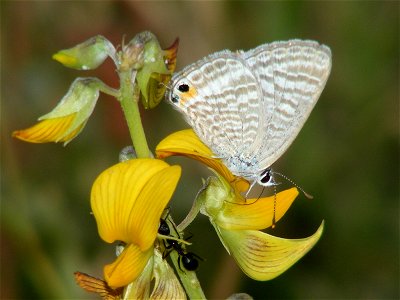 The butterfly nectaring from the host plant (Crotalaria pallida)