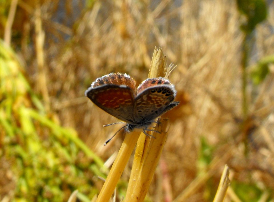 Brephidium exilis, the western pygmy blue, in Lemon Grove, California, USA