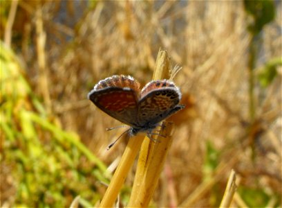 Brephidium exilis, the western pygmy blue, in Lemon Grove, California, USA